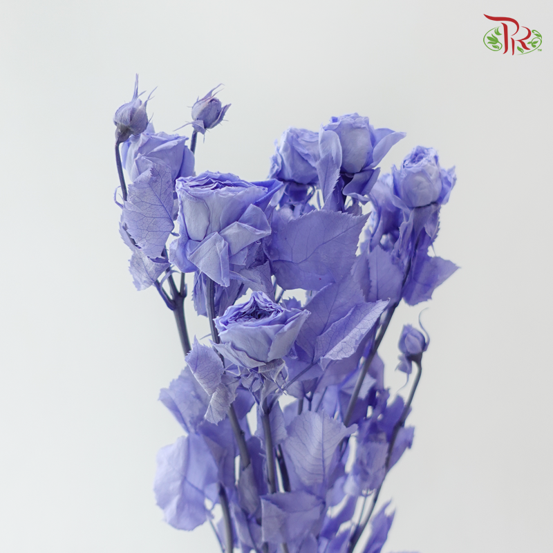 Preservative Rose Spray Bleached - Purple