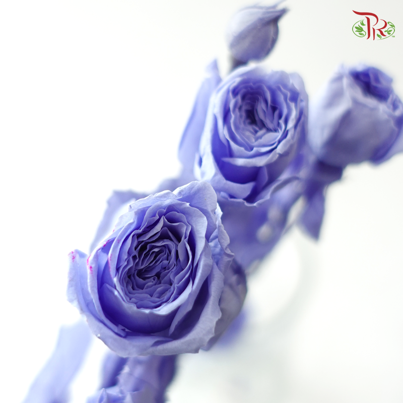 Preservative Rose Spray Bleached - Purple