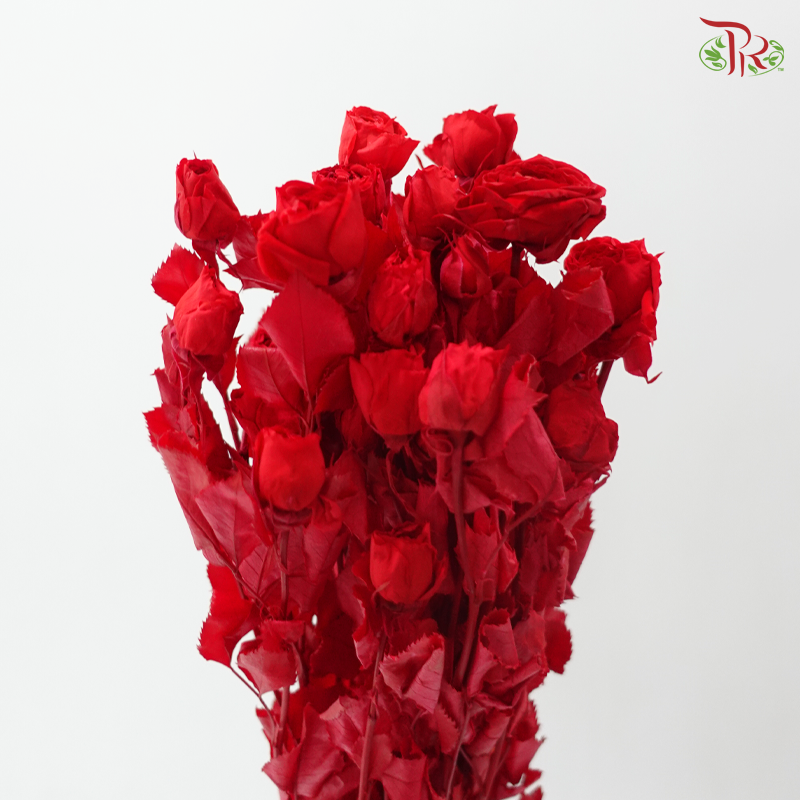 Preservative Rose Spray Bleached - Red