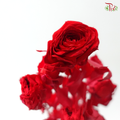 Preservative Rose Spray Bleached - Red
