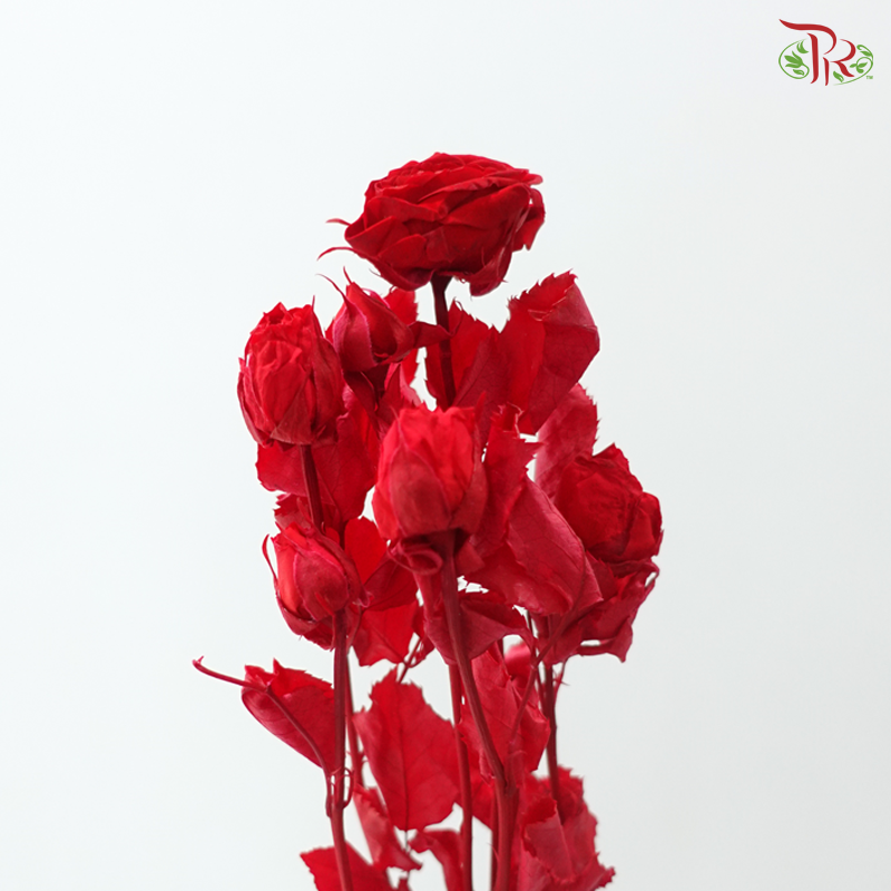 Preservative Rose Spray Bleached - Red