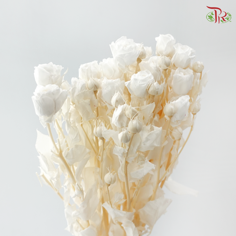Preservative Rose Spray Bleached - White