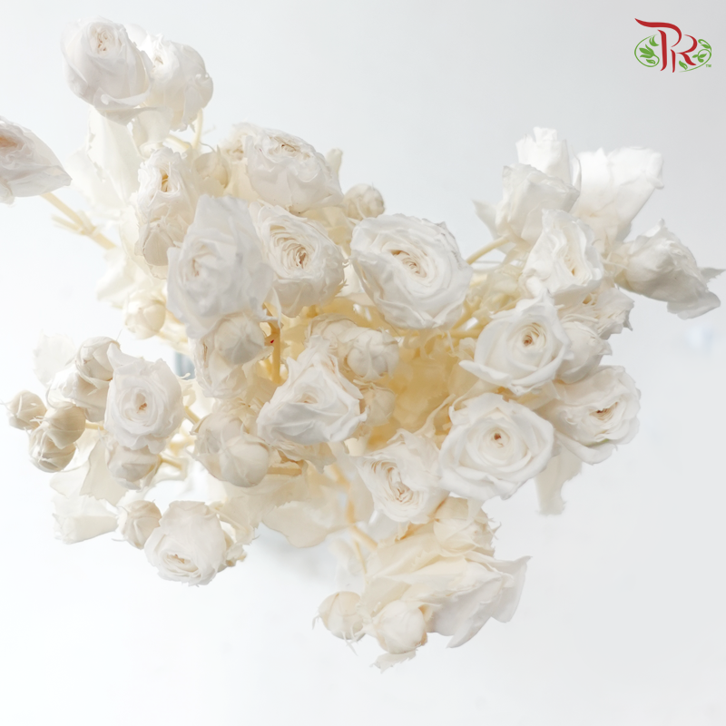 Preservative Rose Spray Bleached - White
