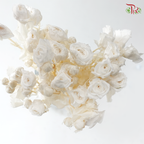 Preservative Rose Spray Bleached - White