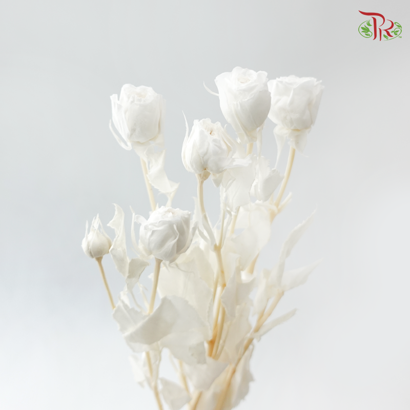 Preservative Rose Spray Bleached - White