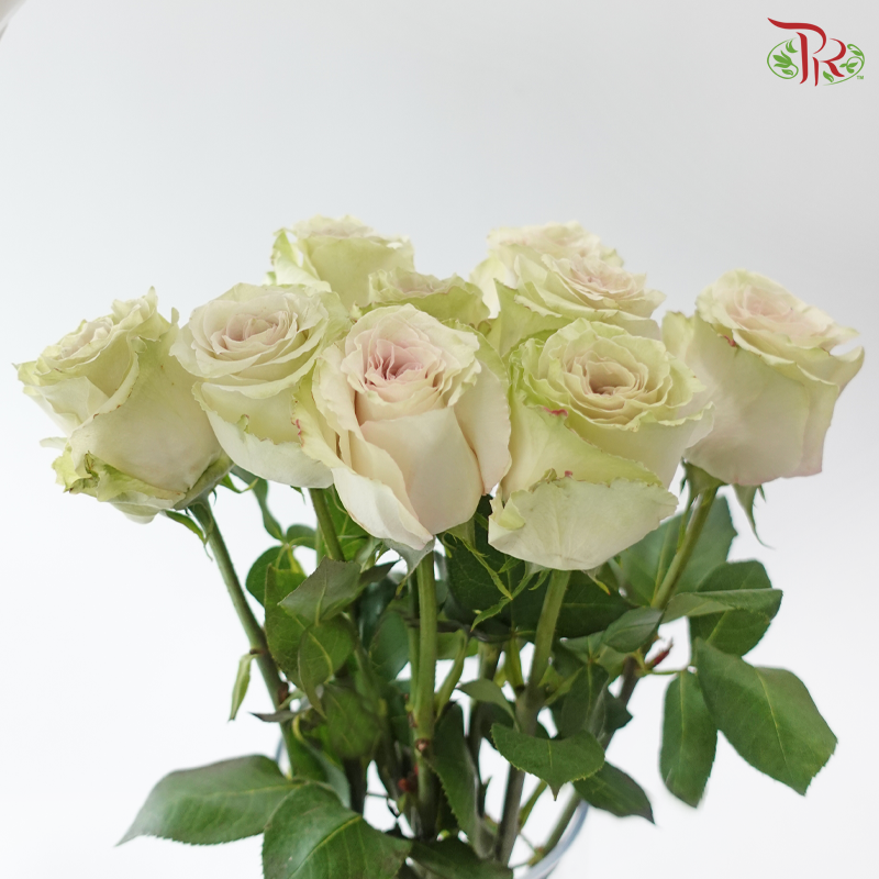 Rose Ohara Uhuru - Quicksand (10 Stems)