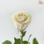 Rose Ohara Uhuru - Quicksand (10 Stems)