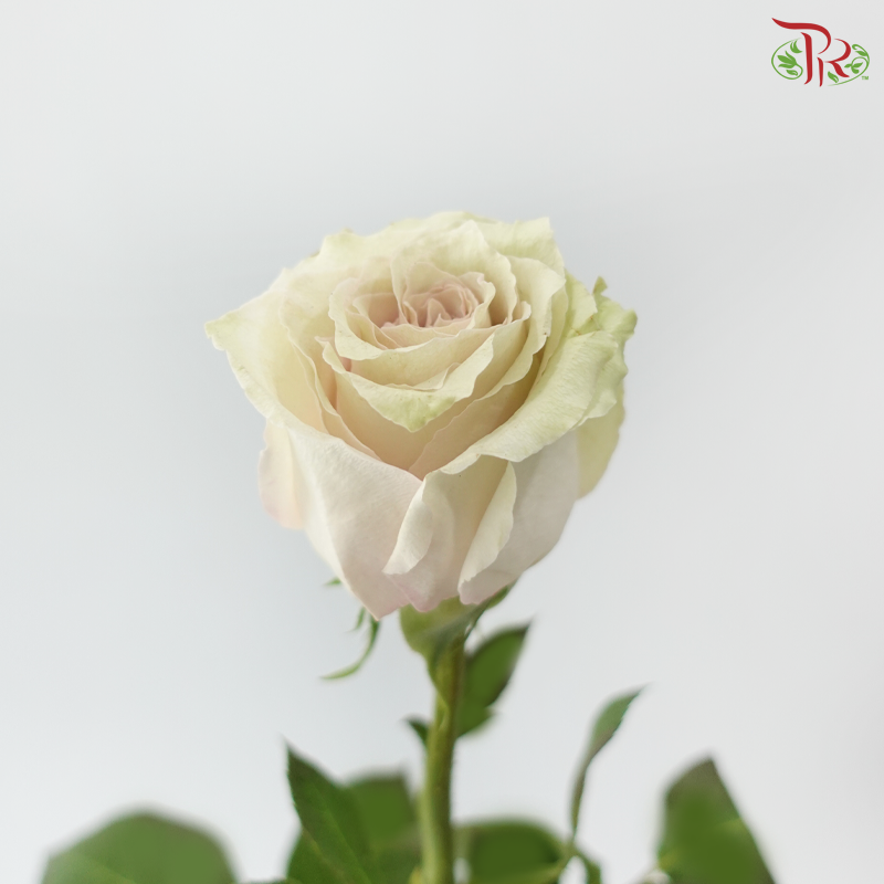 Rose Ohara Uhuru - Quicksand (10 Stems)