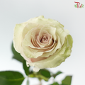 Rose Ohara Uhuru - Quicksand (10 Stems)