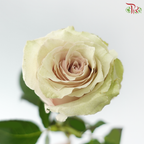 Rose Ohara Uhuru - Quicksand (10 Stems)
