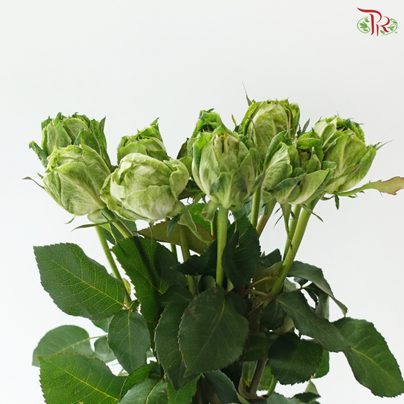 Rose (50cm) - Veggie (10 Stems)