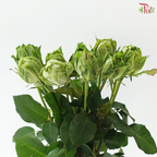 Rose (50cm) - Veggie (10 Stems)