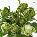 Rose (50cm) - Veggie (10 Stems)
