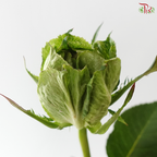 Rose (50cm) - Veggie (10 Stems)