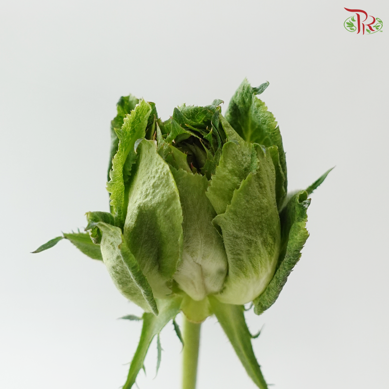 Rose (50cm) - Veggie (10 Stems)