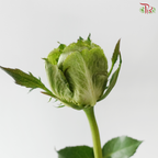 Rose (50cm) - Veggie (10 Stems)