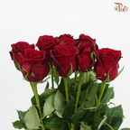 Rose - Plateau Red / Mei Ang Hong 玫昂红 (10 Stems)