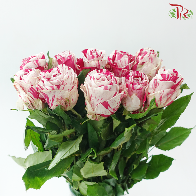 Rose - Aquarius (10 Stems)