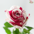 Rose - Aquarius (10 Stems)