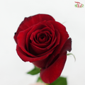 Rose - Plateau Red / Mei Ang Hong 玫昂红 (10 Stems)