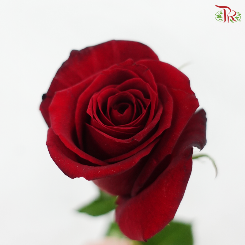 Rose - Plateau Red / Mei Ang Hong 玫昂红 (10 Stems)