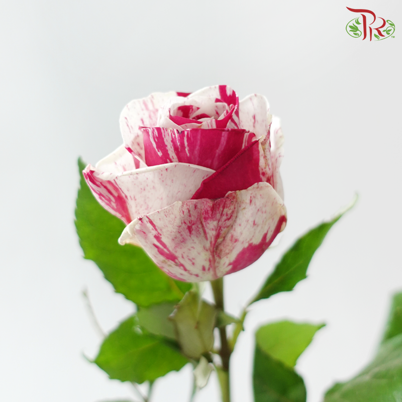 Rose - Aquarius (10 Stems)