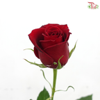 Rose - Plateau Red / Mei Ang Hong 玫昂红 (10 Stems)