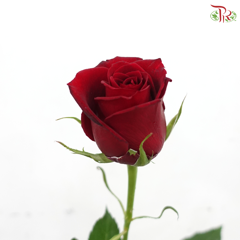 Rose - Plateau Red / Mei Ang Hong 玫昂红 (10 Stems)