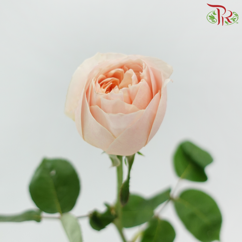 Rose Juliet - Coral Peach (10 Stems)
