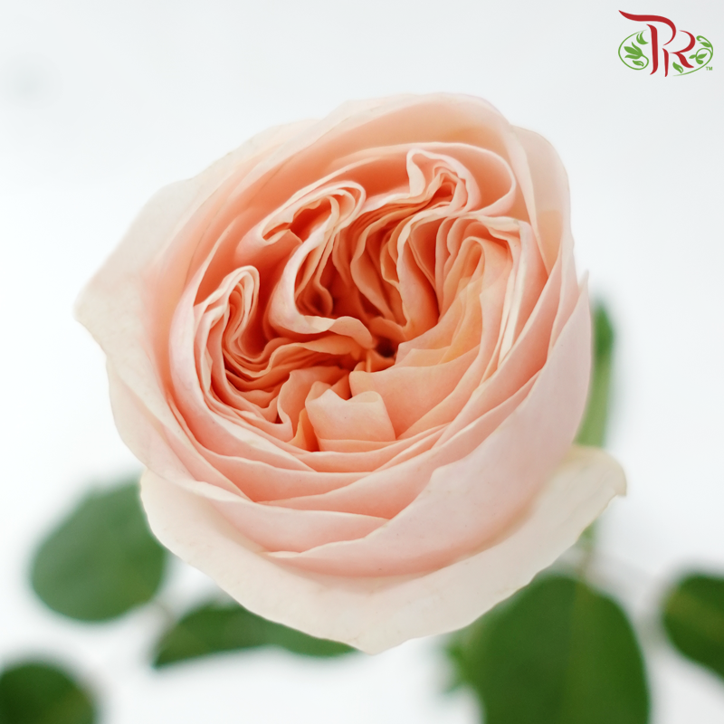 Rose Juliet - Coral Peach (10 Stems)