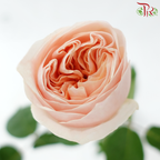 Rose Juliet - Coral Peach (10 Stems)