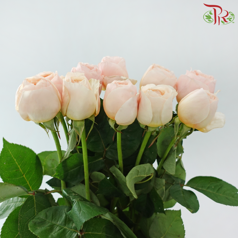Rose Juliet - Coral Peach (10 Stems)