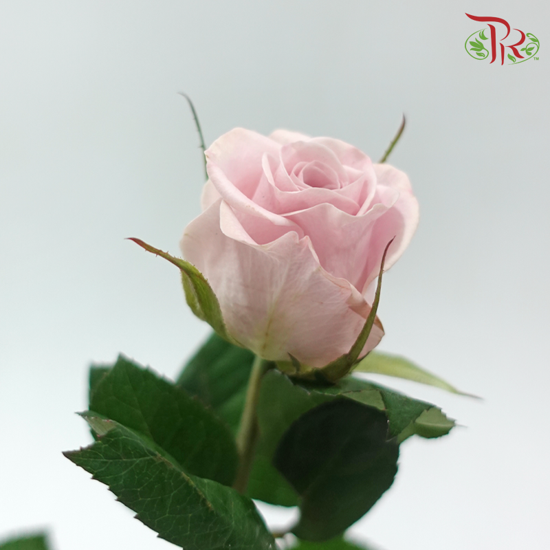 Rose - Sweet Manta (10 Stems)