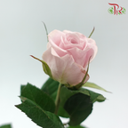 Rose - Sweet Manta (10 Stems)