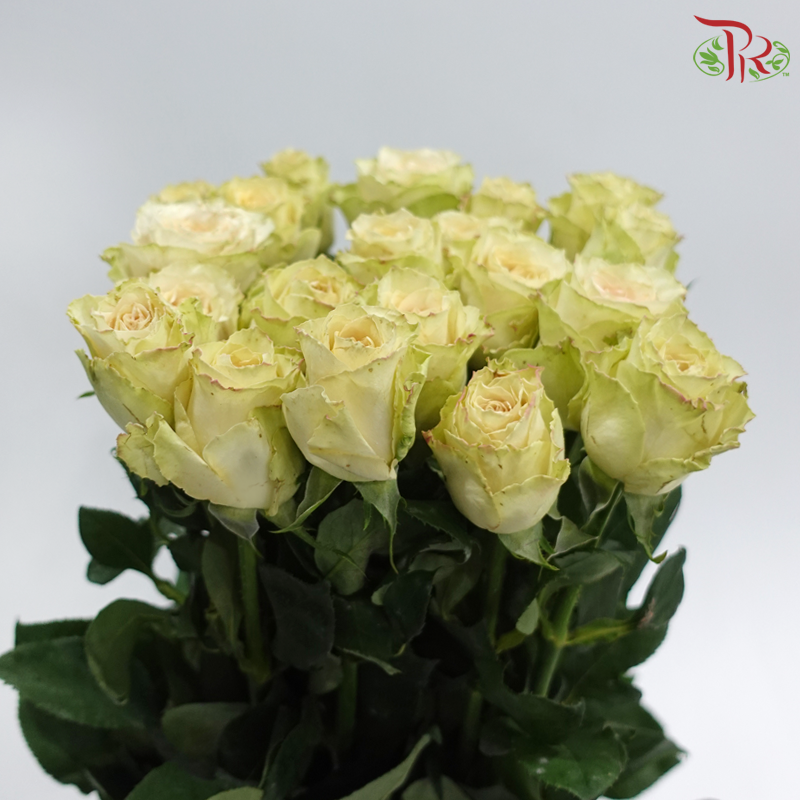 Rose - Quicksand (10 Stems)