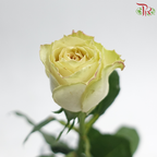 Rose - Quicksand (10 Stems)