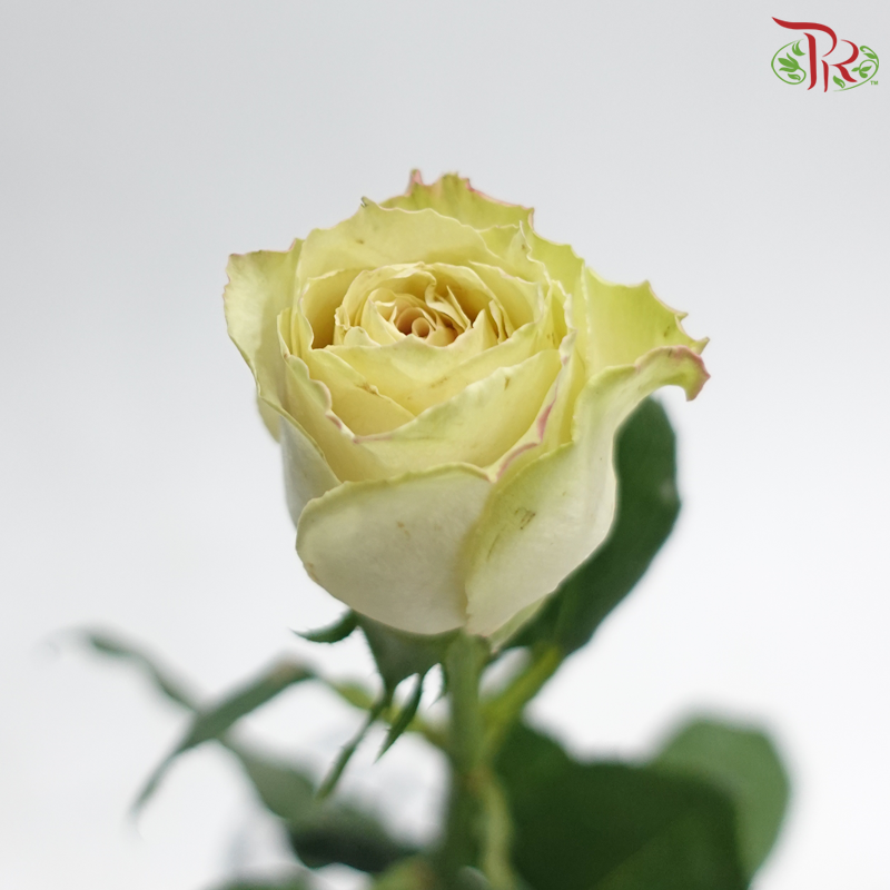 Rose - Quicksand (10 Stems)