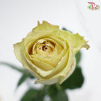 Rose - Quicksand (10 Stems)