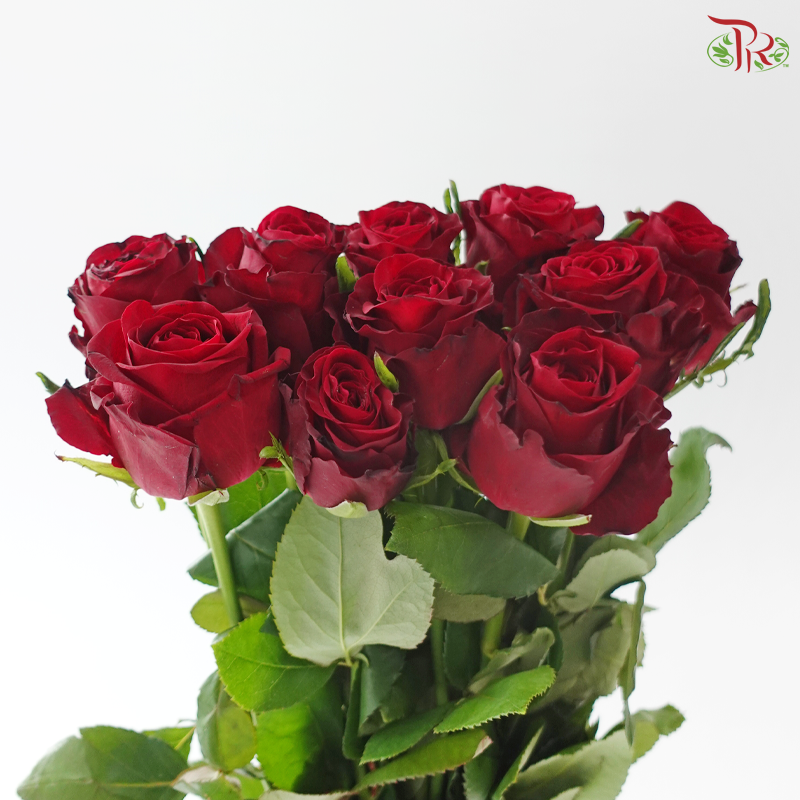 Rose - Red Dora(10 Stems)