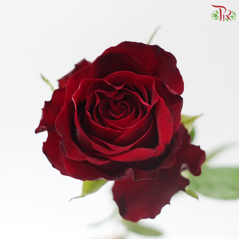 Rose - Red Dora(10 Stems)