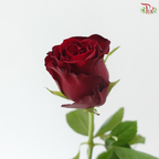 Rose - Red Dora(10 Stems)