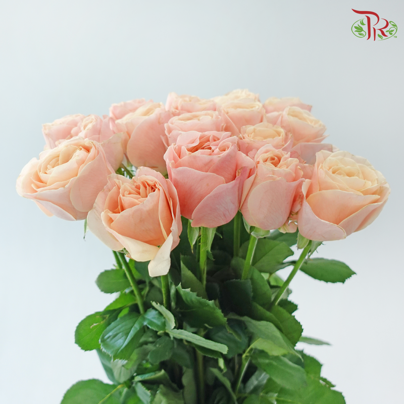Rose - Summer Romance (10 Stems)