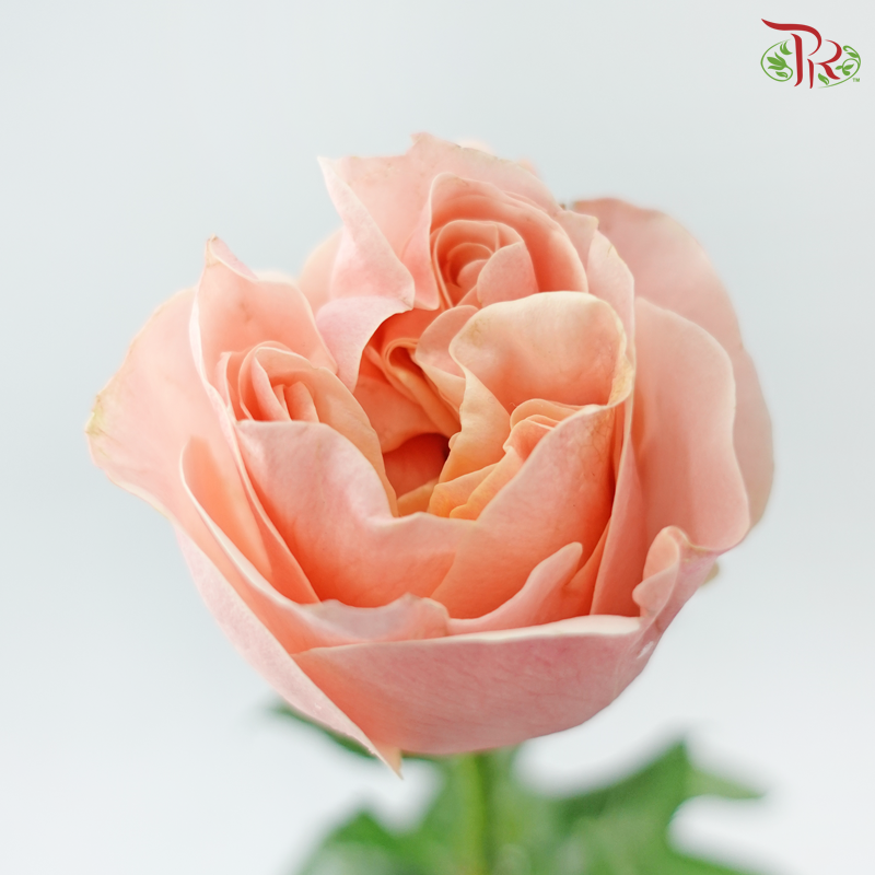 Rose - Summer Romance (10 Stems)