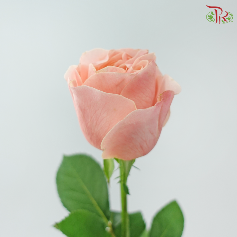 Rose - Summer Romance (10 Stems)
