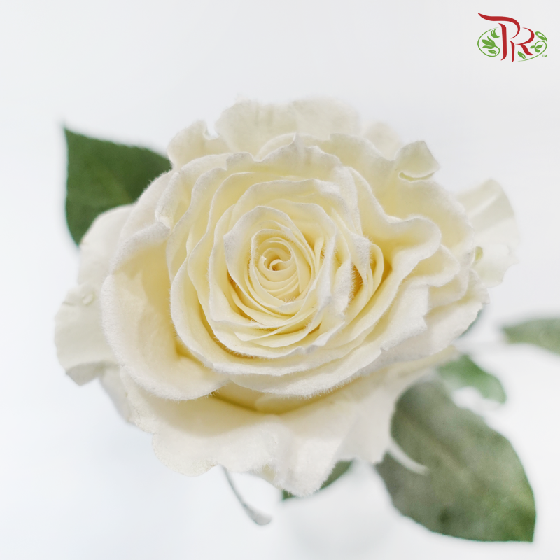 Ceres Rose - Velvet White (10 Stems)