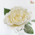 Ceres Rose - Velvet White (10 Stems)
