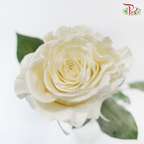 Ceres Rose - Velvet White (10 Stems)