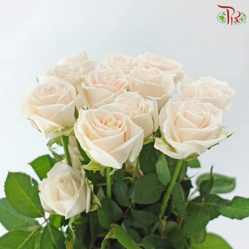 Rose Premium - Cream / Vendela (19-20 Stems)