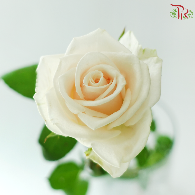 Rose Premium - Cream / Vendela (19-20 Stems)