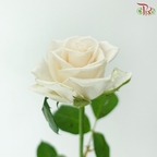 Rose Premium - Cream / Vendela (19-20 Stems)